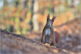 <p>VEVERKA OBECNÁ (Sciurus vulgaris) /Red squirrel - Eichhörnchen/</p>